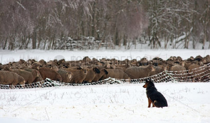 Spechthausen  Deutschland  ein Huetehund beobachtet eine Schafsherde