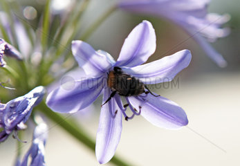 Berlin  Deutschland  Biene auf einer lila Bluete