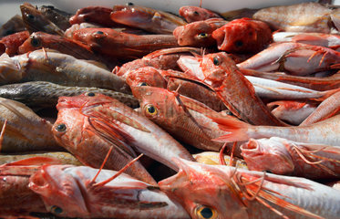 Cala Figuera  frisch gefangene Fische