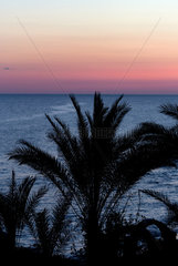 Girne  Tuerkische Republik Nordzypern  Palmen im Sonnnenaufgang