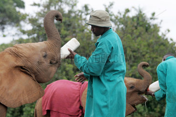 Nairobi  Fuetterung der Elefantenwaisen