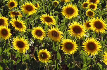 Torre Alfina  Italien  bluehende Sonnenblumen auf einem Feld