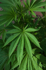 Cannabispflanze auf einem Hinterhof  Berlin