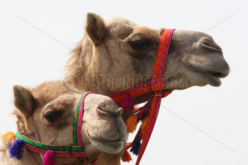 Dubai  Vereinigte Arabische Emirate  Kamele im Portrait