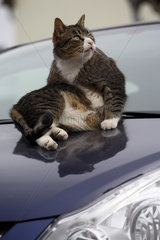 Katze auf einem neuen Auto