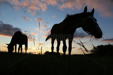 Ingelheim  Deutschland  Pferde bei Daemmerung auf der Weide