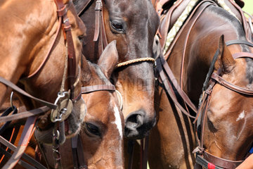 Dubai  Vereinigte Arabische Emirate  Pferde im Portrait