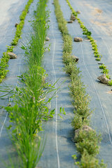 Herbs growing on farm