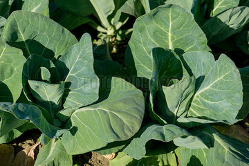 Close-up of chard growing