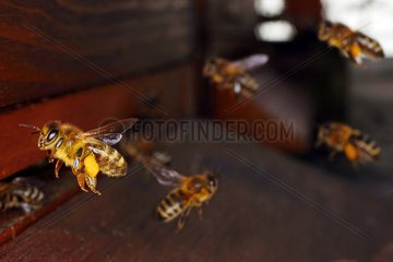 Berlin  Deutschland  Honigbiene mit Pollen am Bein im Anflug auf ihren Bienenstock
