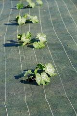 Crops growing through protective fabric