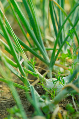 Close-up of spring onion plants