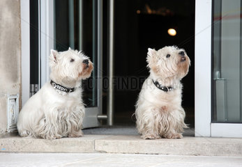 Nancy  Frankreich  zwei West Highland White Terrier