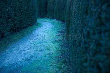 Path in hedge maze