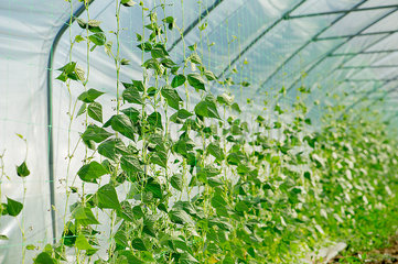 Vines growing on netting in greenhouse