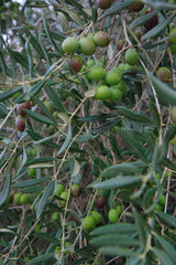 Tirei  Italien  gruene Oliven wachsen an den Zweigen eines Olivenbaums