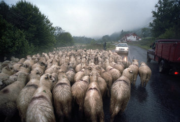 Herde von Schafen auf einer Landstrasse in Bradet  Rumaenien
