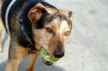 Berlin  ein Hund apportiert einen Ball