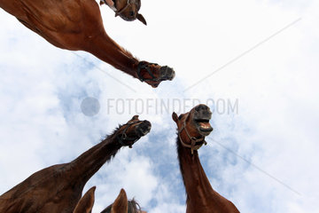 Goerlsdorf  Deutschland  Pferde aus der Froschperspektive im Portrait