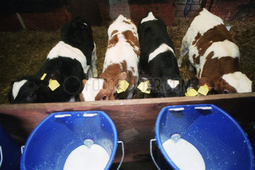 Heidenau  verwaiste Kaelber trinken Milch im Kuhstall