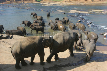 Kandy  Sri Lanka  eine Herde Elefanten badet im Fluss Maha Oya
