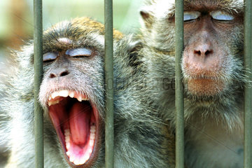 Primaten im Tierversuch