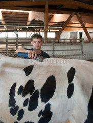 Trebel  Deutschland  Rinderscheren auf dem Bauernhof der Familie Hintze