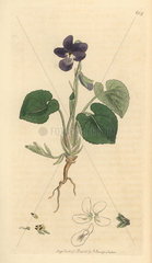 Sweet violet  Viola odorata
