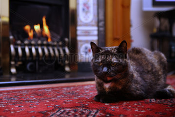King's Lynn  Grossbritannien  Katze sitzt vor dem Kamin