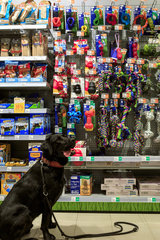 Berlin  Deutschland - Schwarzer Labrador Retriever wartet vor Hundespielzeugregal