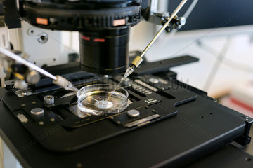 Berlin  Deutschland - Kuenstliche Befruchtung nach der ICSI-Methode (Intrazytoplasmatische Spermien Injektion) unter dem Mikroskop. Das Spermium wird in die Eizelle mit einer Mikronadel injiziert.