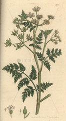 Rough chervil  Scandix anthriscus  Chaerophyllum temulentum