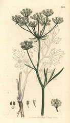 Cornish lovage  licorice-root  Ligusticum cornubiense