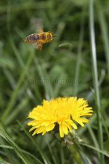 Etzean  Deutschland  mit Pollen behaftete Biene fliegt ueber eine Loewenzahnbluete