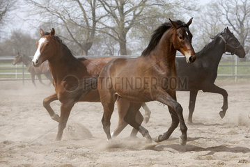 Gestuet Graditz  Pferde im Trab auf einem Sandpaddock