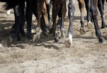 Gestuet Graditz  Detailaufnahme  Pferdebeine im Trab auf Sandboden