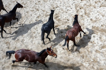 Gestuet Graditz  Vogelperspektive  Pferde in Bewegung auf einem Sandpaddock