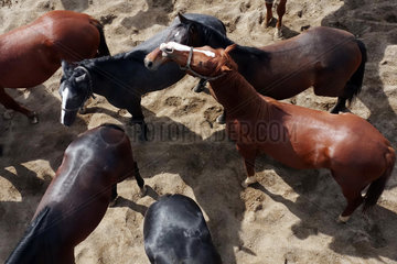 Gestuet Graditz  Vogelperspektive  Pferde stehen auf einem Sandpaddock