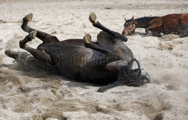 Gestuet Graditz  Pferde waelzen sich im Sand