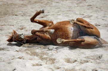 Gestuet Graditz  Pferd waelzt sich im Sand