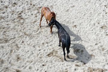 Gestuet Graditz  Vogelperspektive  Pferde stehen auf einem Sandpaddock