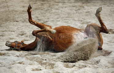 Gestuet Graditz  Pferd waelzt sich im Sand