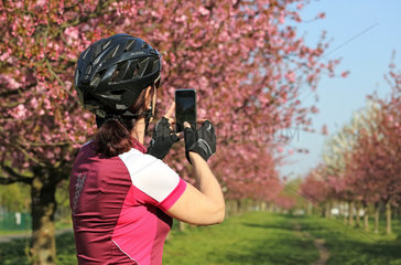 Teltow  Deutschland  Radfahrerin macht ein Foto von bluehenden Kirschbaeumen in der TV-Asahi-Kirschbluetenallee