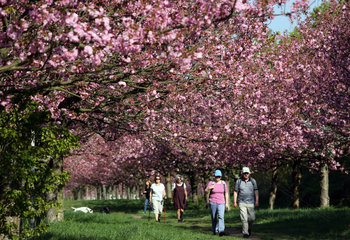 Teltow  Deutschland  Menschen laufen die TV-Asahi-Kirschbluetenallee entlang