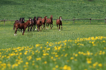 Gestuet Etzean  Pferde im Fruehling auf einer Weide
