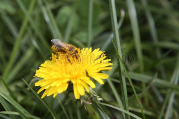 Etzean  Deutschland  mit Pollen behaftete Biene sammelt Nektar aus einer Loewenzahnbluete