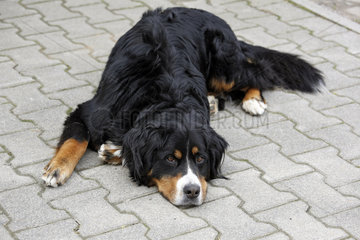 Etzean  Deutschland  Berner Sennenhund liegt am Boden