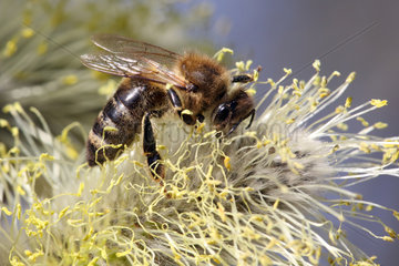 Briescht  Deutschland  Europaeische Honigbiene sammelt Nektar aus einem bluehenden Weidenkaetzchen der Salweide