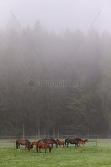 Gestuet Etzean  Stuten und Fohlen bei Nebel auf der Weide