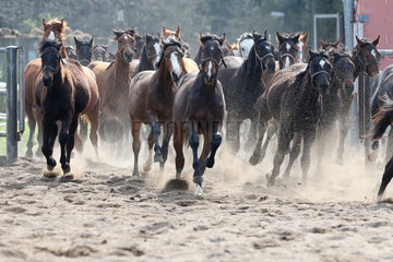 Gestuet Graditz  Pferde galoppieren auf einen Sandpaddock